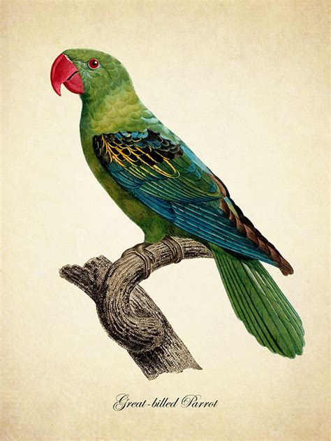 Vintage Art Parrot Print Great Billed Parrot Bird Print Etsy