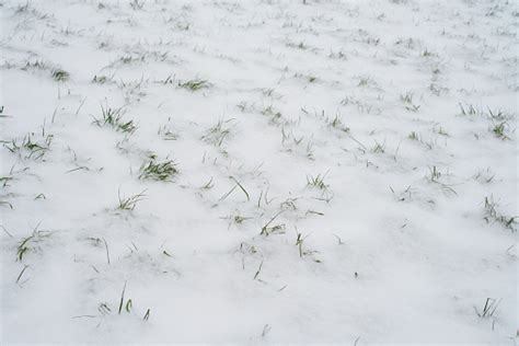 Green Grass Covered With First Snow In The Park In The Winter Stock