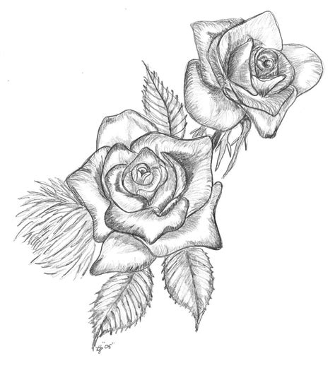 Realistic Drawings Of Roses ~ 24 Rose Drawing Free Premium Templates