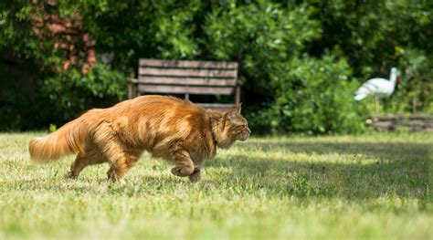 The Confident Killer Why Some Cats Hunt More Than Others Advanced