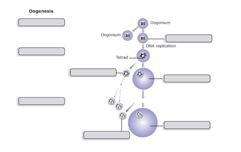 Oogenesis Diagram Quizlet