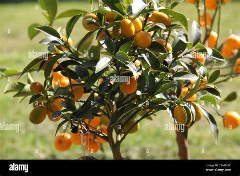Young Calamondin Citrus Tree With Fruit Stock Photo Alamy