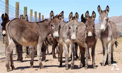 Ejiao Trade Pushes Donkeys To Extinction American Wild Horse Campaign
