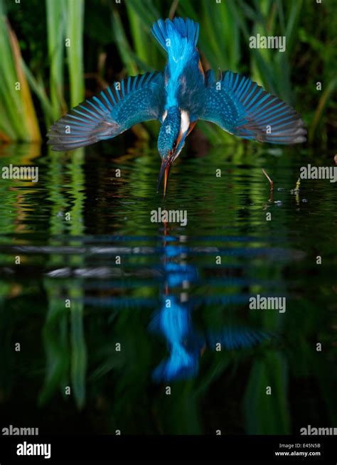 Kingfisher Alcedo Atthias Adult Male Diving Into Water England Stock