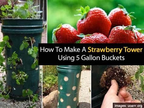 How To Make A Strawberry Tower Using 5 Gallon Buckets