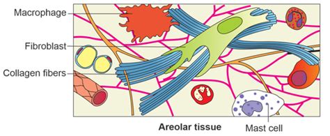Areolar Tissue Anatomy Composition And Functions