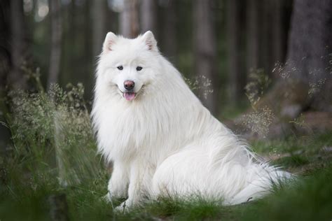What Breed Are White Dogs At Sheila Miller Blog