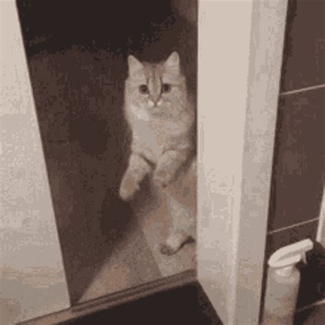 Cat Closes Doors Gif Cat Trained Close Descubre Comparte Gifs My Xxx