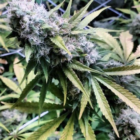 Critical Kush Strain Critical Kush Seeds From 3050