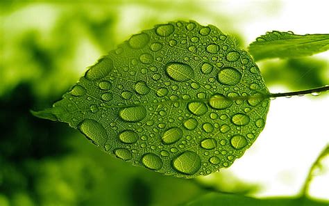 Hd Wallpaper Nature Green Leaf With Water Droplets Hd Widescreen Free