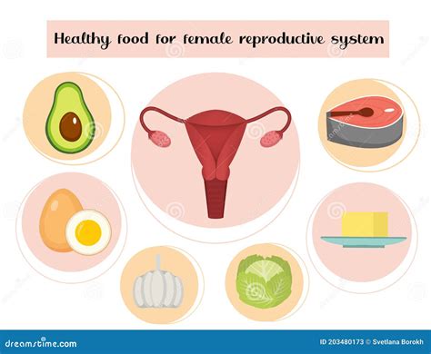 Healthy Food For Female Reproductive System Infographics Prevention Of