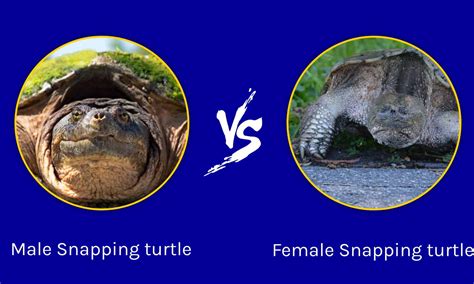 Male Vs Female Snapping Turtle What Are The Differences A Z Animals