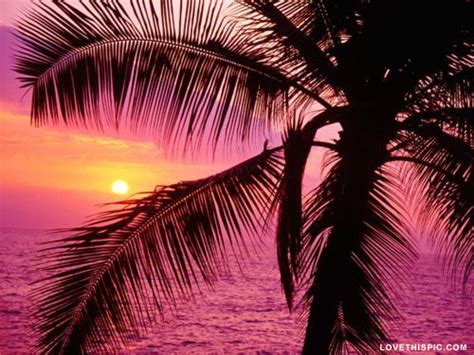 Palm Tree And Pink Sunset Pictures Photos And Images For