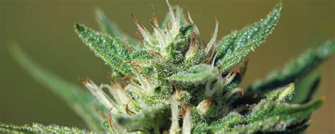 What Is Sativa Cannabis Growdiaries