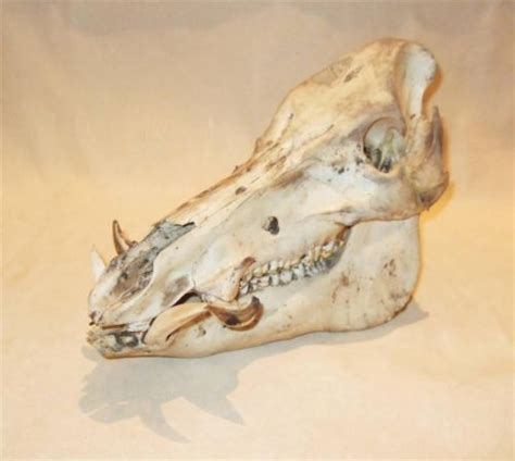 Taxidermy Wild Boar Skull Tusk Head Real Bone Hunting Mount Man Cave