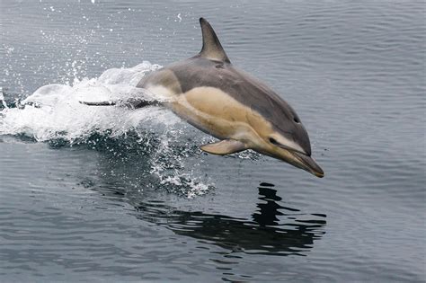 Common Dolphin Delphinus Delphis Madeira Archipelago Nature Pinterest