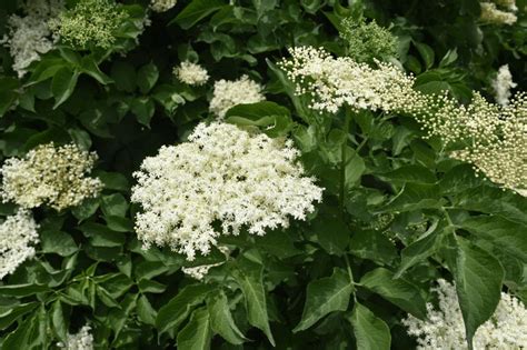 Maybe you would like to learn more about one of these? Elder Flowers - The British Columbia Food History Network