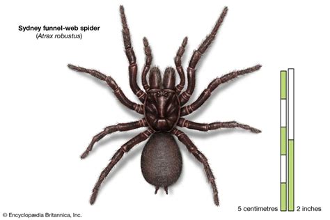 The Relationship Between Fangs And Venom In Wolf Spiders