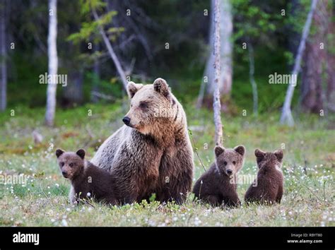 Mother Brown Bear Protecting Her Three Little Cubs Stock Photo Alamy