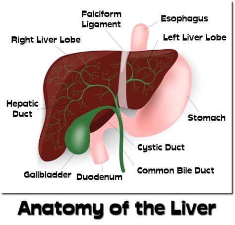 Anatomy Of The Liver Everythingherbs
