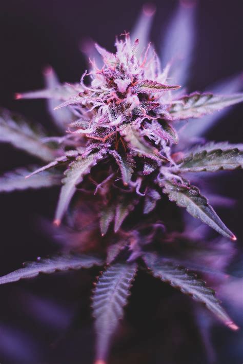 Purple Haze Buy Cannabis Seeds