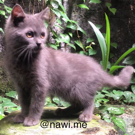 Jual Anak Kucing British Shorthair Bsh Blh Longhair Bukan Persia