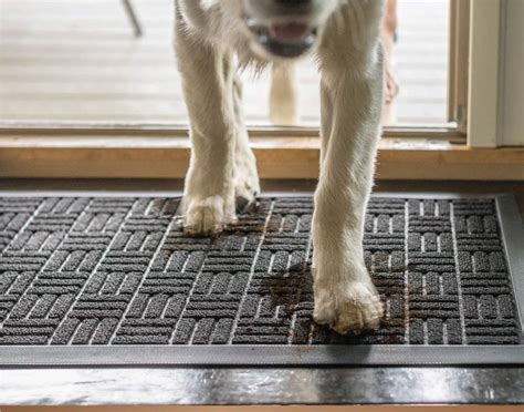6 Best Door Mats For Dogs For Cleaner Paws And Floors Hey Djangles
