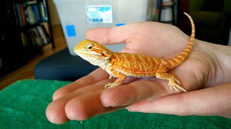 Unboxing Baby Bearded Dragon Youtube