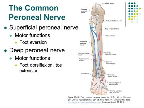 Peroneal Nerve Injury Nerve Anatomy Human Anatomy And Physiology Nerve
