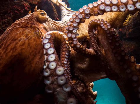 Giant Pacific Octopus Octonation The Largest Octopus Fan Club