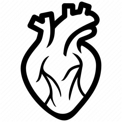 Anatomical Heart Anatomical Heart Vector Png Free Transparent Images