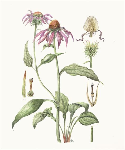 Pin By Polemm On Flowers Botanical Illustration Botanical Drawings
