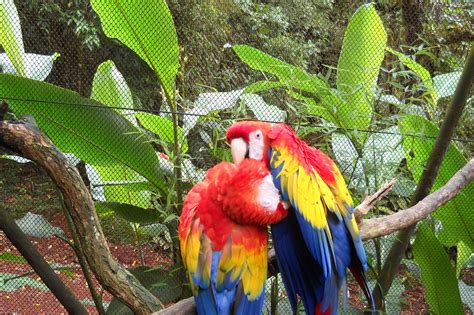 Parrots In Love Costa Rica Pet Birds Cute Animals Macaw Parrot For Sale