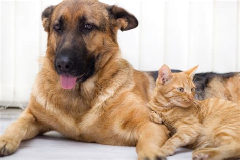 Some dogs with dementia seem fine for most of the day but as the outdoor light falls near sundown, they do hairless cats get cold? 8 Ways to Help Cats and Dogs Get Along - Catster
