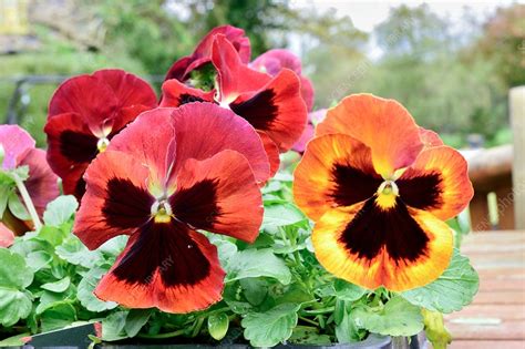 Pansies Solar Flare Stock Image C0336225 Science Photo Library