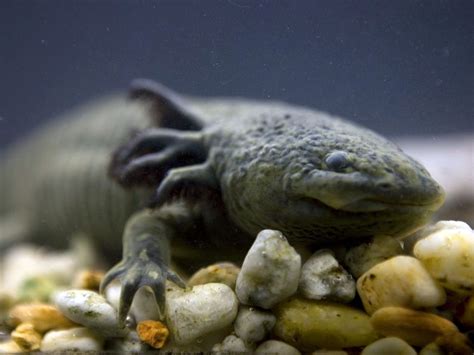 Axolotl Found In Mexico City Lake After Scientists Feared It Only Survived In Captivity The