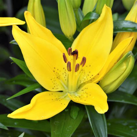 Lonlorum Asiatic La Hybrid Lily Easter Bonnet Bulbs Bright