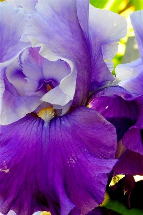 Wallpaper Two Irises Purple Petals Flowers 2560x1600 Hd Picture Image