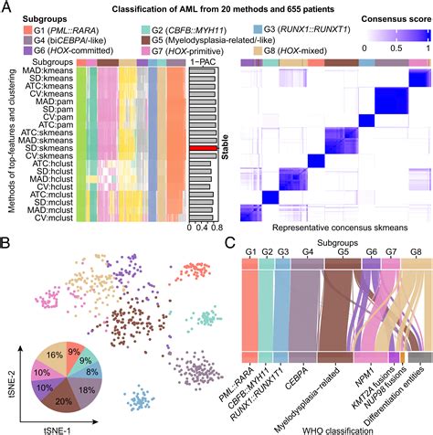Transcriptome Based Molecular Subtypes And Differentiation Hierarchies