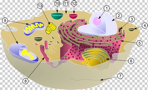 Núcleo Celular Biología Organelo Eucariota Biología Célula Membrana