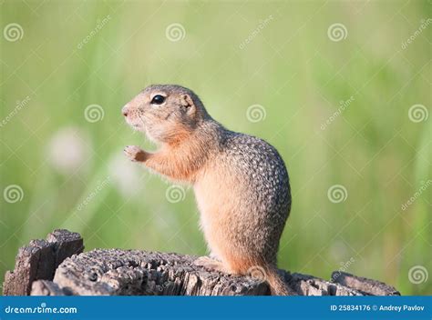Gopher European Ground Squirrel Suslik Royalty Free Stock Image