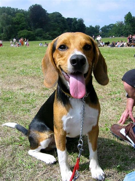 Happy Beagle Dog At The Park Beagle Puppy Beagle Dog Dog Breeds