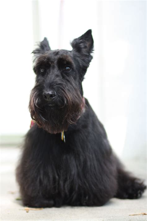 Scotty Csphoto© Scottish Terrier Scottie Scottie Dog