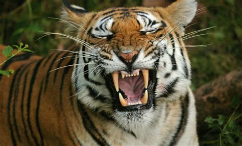 International Tiger Day 2021 7 Pictures That Prove Tigers