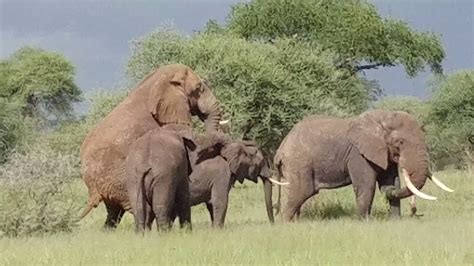 Elephants Mating Tarangire Np May 2017 Youtube