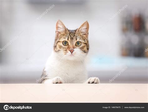 Cute Funny Cat Stock Photo By ©belchonock 146078475