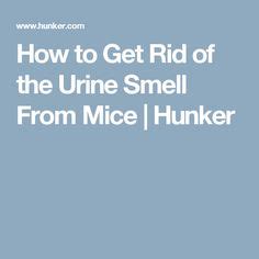 We did not find results for: How to Get Rid of the Urine Smell From Mice | Urine smells ...