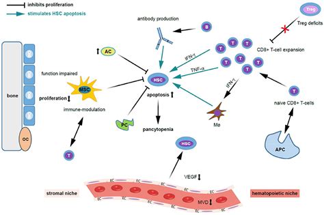Frontiers Pathogenesis Of Acquired Aplastic Anemia And The Role Of