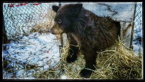 Orphan Bear Cubs Find A Home Outside Alaska Public Media