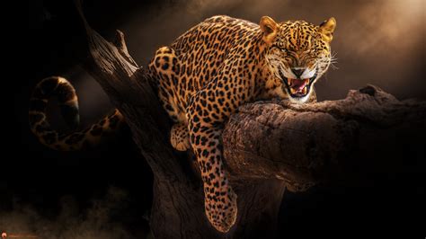 Top 152 Wallpaper Jaguar Hd